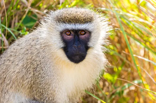 Vervet tantale