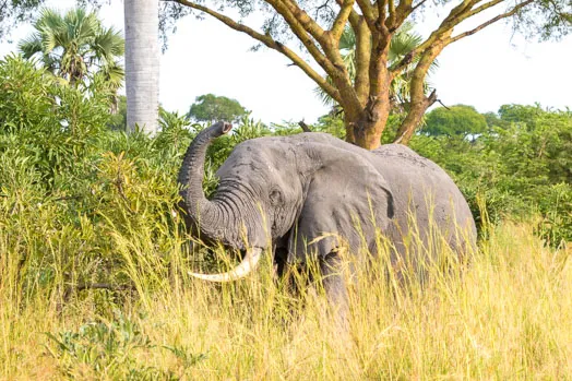 Éléphant