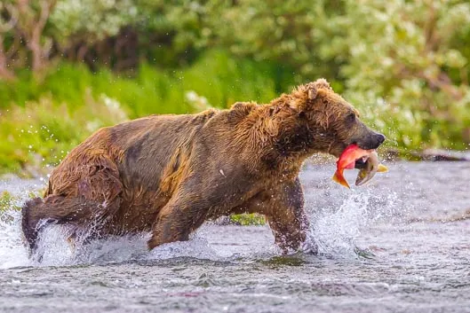 Camping avec les ours bruns de Katmai