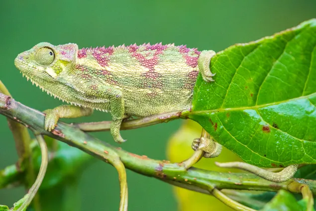 Caméléon