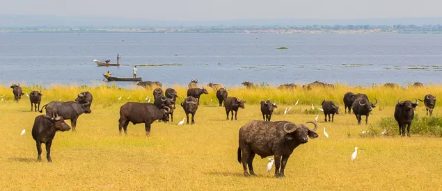 Troupeau de buffles parmi les pêcheurs