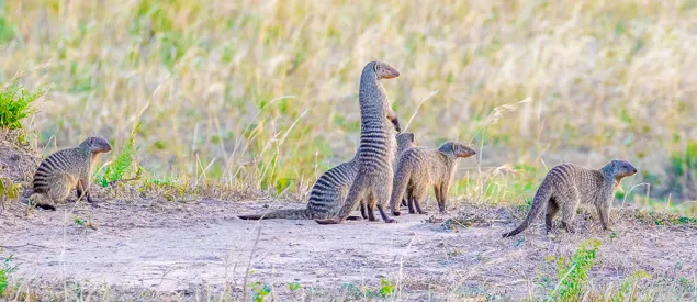 Famille de mangues rayées