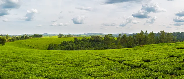 Plantation de thé