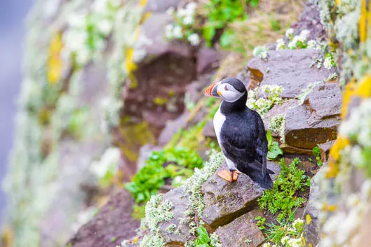 Une journée sur la sauvage Handa Island