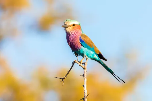 Nos oiseaux préférés du parc Kruger