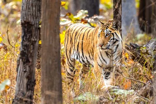 À la recherche des tigres en Inde centrale