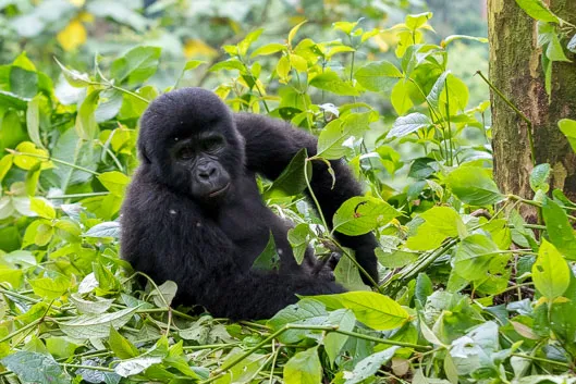 Trek aux gorilles en Ouganda