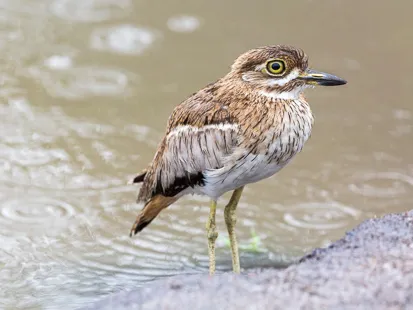 Oedicnème vermiculé