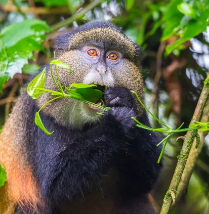 Singe doré