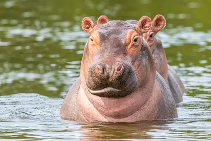 Hippopotame