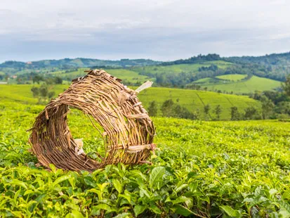 Plantation de thé