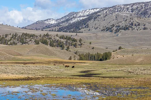 Yellowstone à la mi-saison